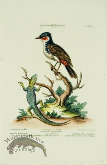 SB 23 Le Rouge-Queue des Indes (Redstart & Lizard)